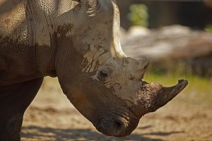 WWF Donates 1,000 Microchips for Kenya’s Rhinos