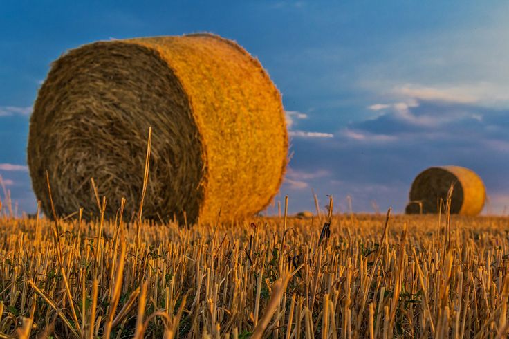 Lester Brown Shares Insights on World Food Day