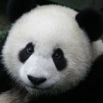 baby-giant-panda