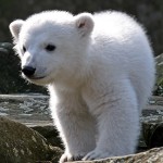 baby-polar-bear