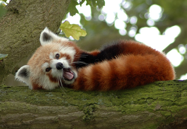 red-panda