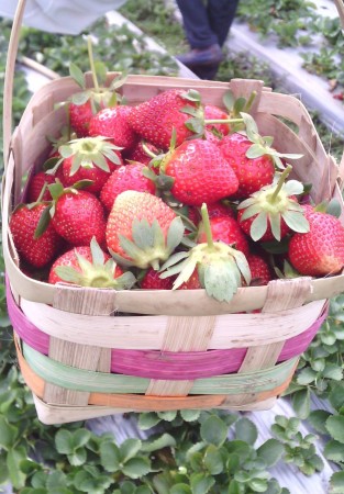 strawberry-farm-313x450