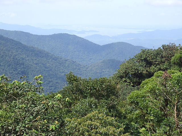 How Private Companies are Key to Saving Brazil’s Other Forest