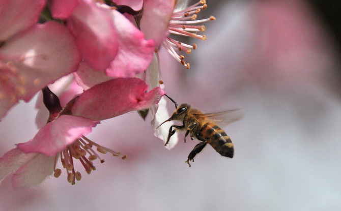 Colony Collapse Disorder: Past, Present, Future