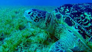 Surviving the Race to the Sea: Things We Can Do to Protect Sea Turtles