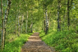 A Quick Guide to Tree Health