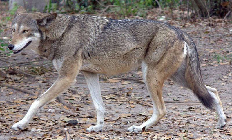 New Hearings Determine Fate of the World’s Last Red Wolves