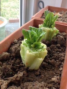 Useful Tips To Regrow The Romaine Lettuce From The Bottom Of The Stump