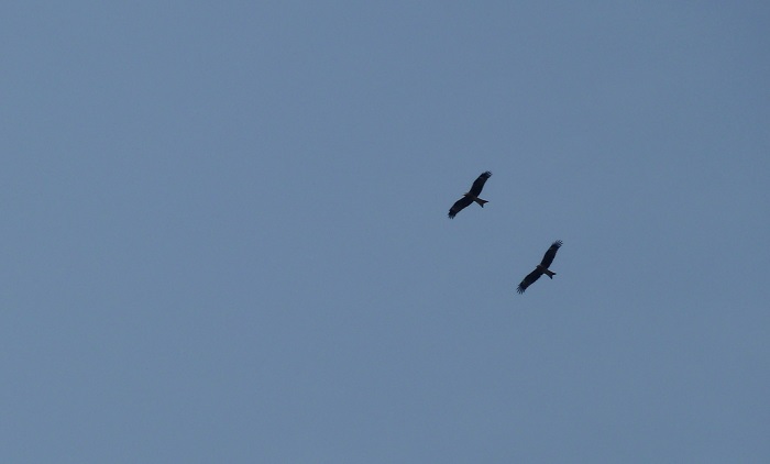 Kites Flying Over the Yangtze