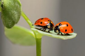 5 Home Remedies to Use When You Think You Have Bed Bugs