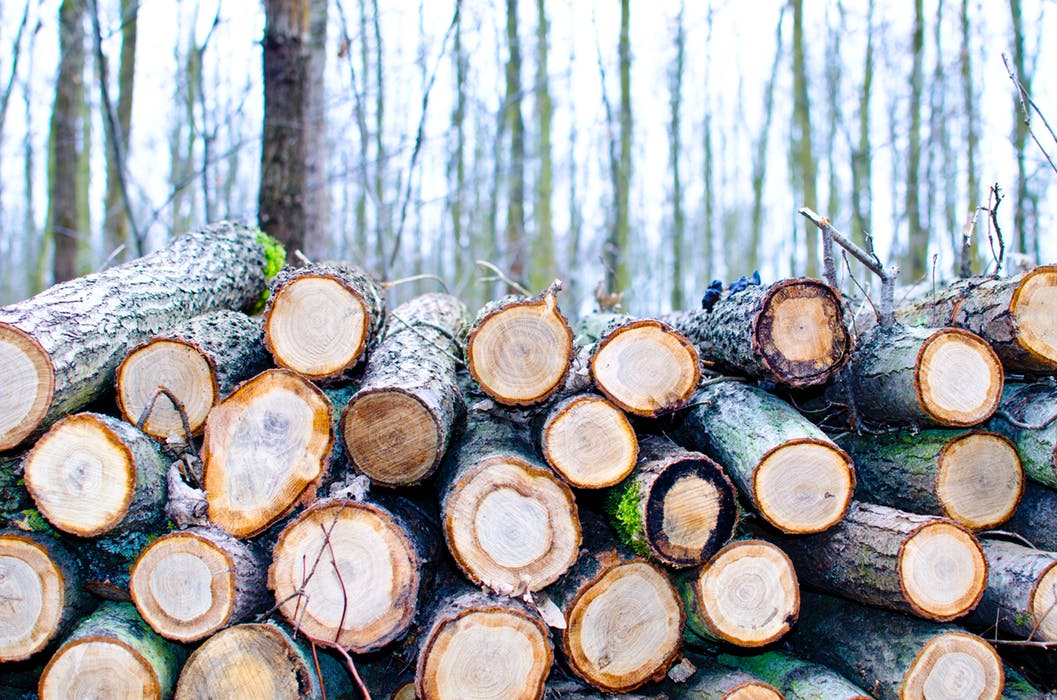 10 Major Mistakes to Avoid When Cutting Trees