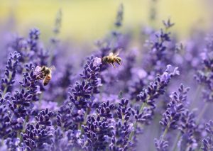 Protecting the Bees:  What’s All the Buzz About?