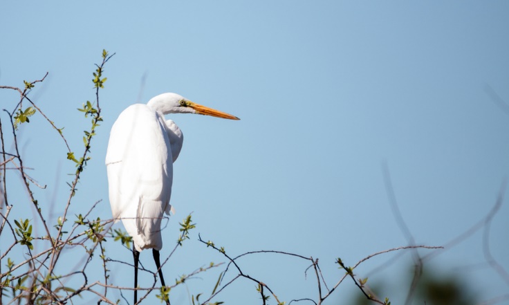 Start Your Dream Career in Wildlife Management