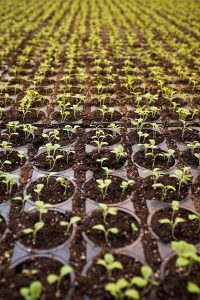 LED Lighting in Farms