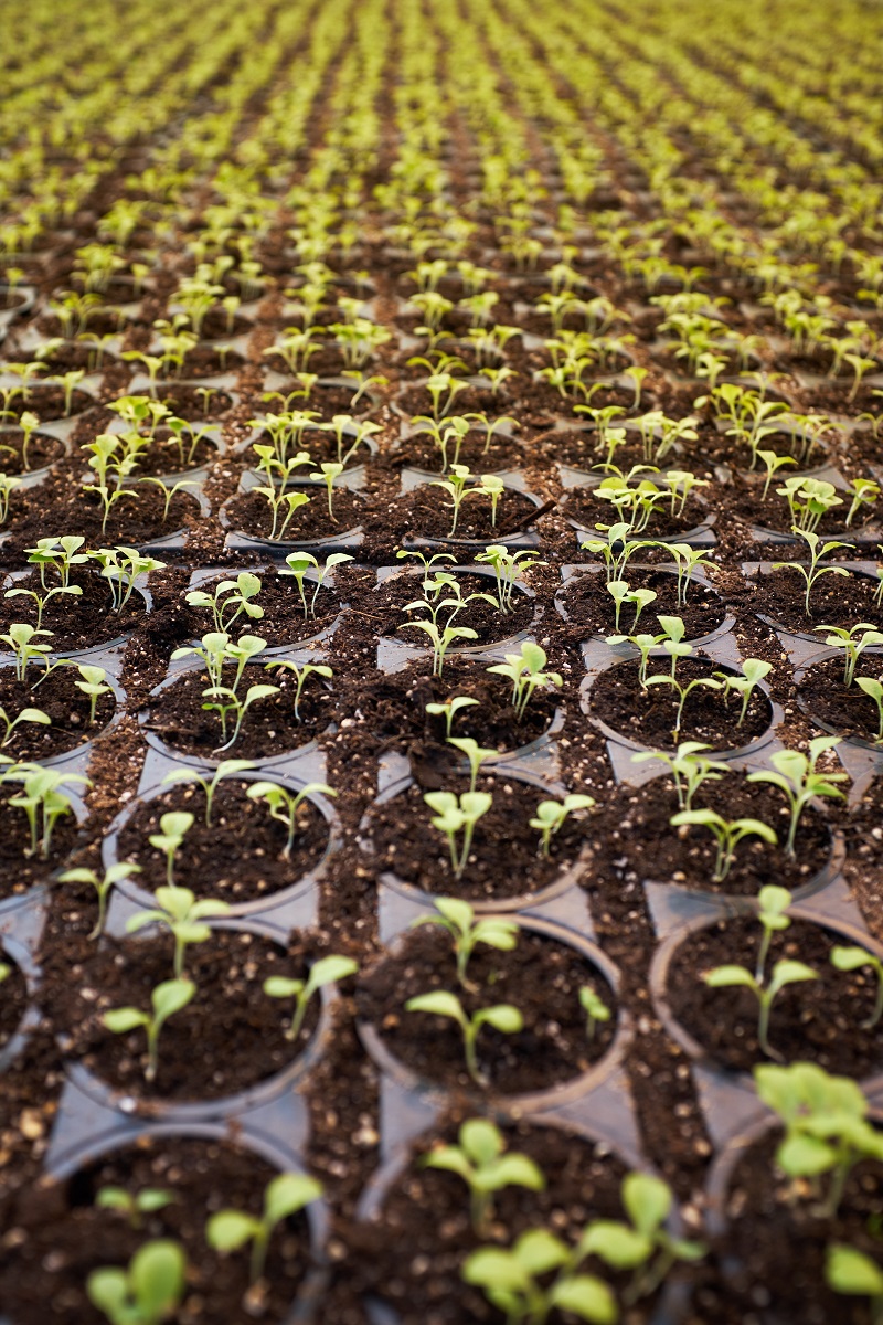 LED Lighting in Farms