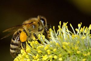 How to help Local Bees