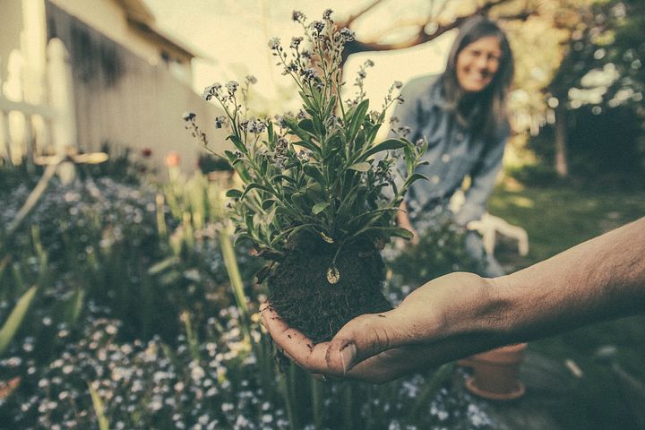 planting