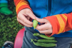 Feeding the Cities: How Urban Agriculture Can Improve Food Security