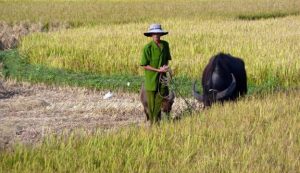 Impacts of Climate Change in Vietnam