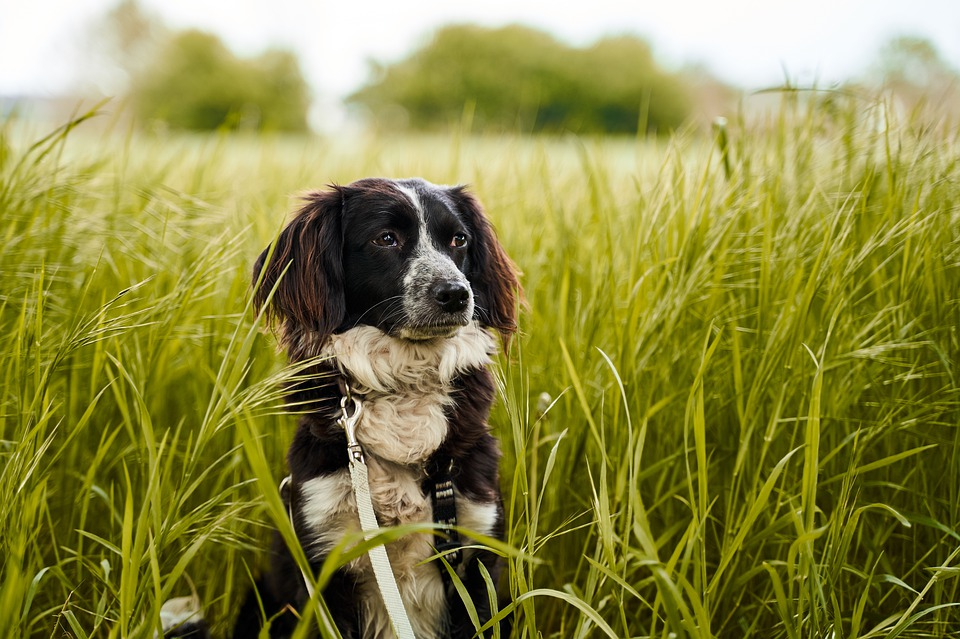 How to Make More Eco-Friendly Choices Where Pet Care is Concerned