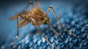 Can Mosquitoes Carry the Coronavirus?