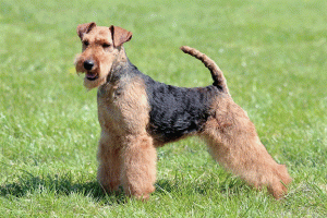 How To Take Care Of Your Welsh Terrier Dog Breed