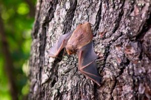 Bats Benefit the Environment