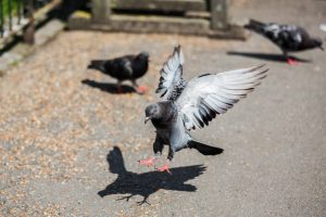 What are the Causes of the Pigeon Problem in Las Vegas?