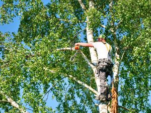 How To Make Tree Trimming Safe And Sustainable