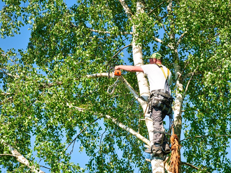 tree trimming