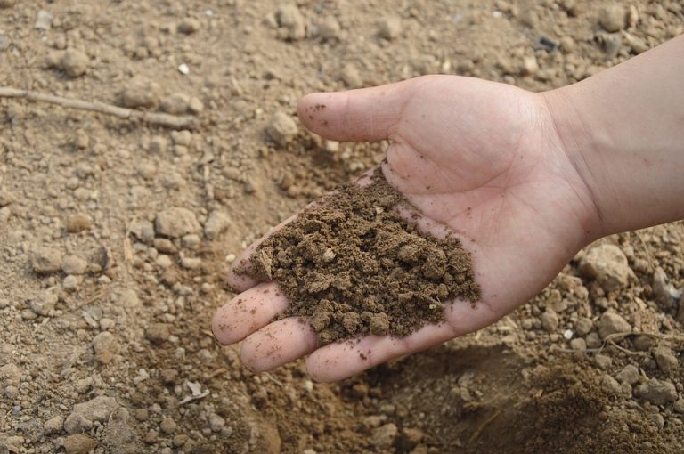 5 Ways to Clean and Decontaminate Soil