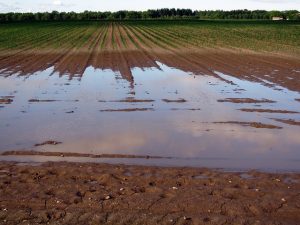 The Link Between Flooding and Biodiversity Loss