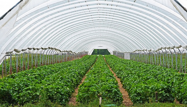 indoor farming