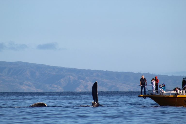 whale watching