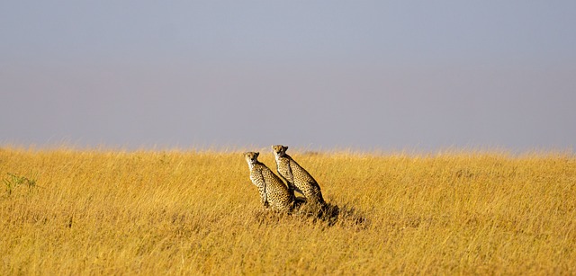 Serengeti Plains, Tanzania