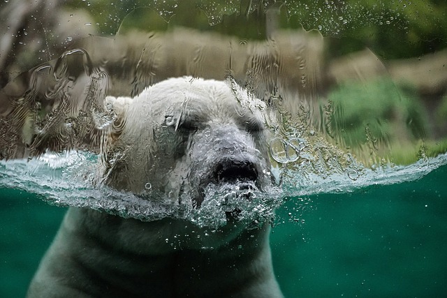 Melting Polar Ice