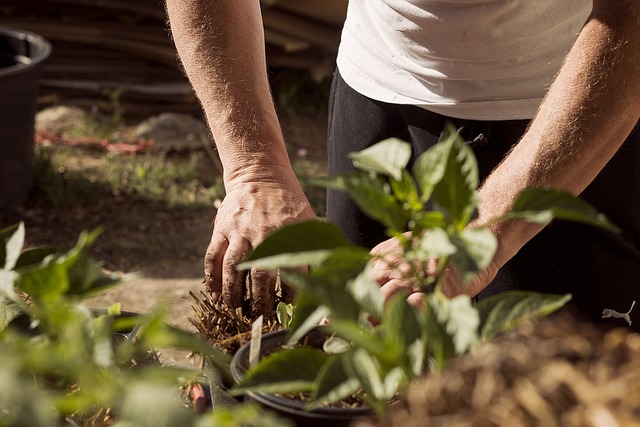 planting tree