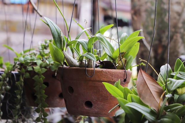 hanging planter