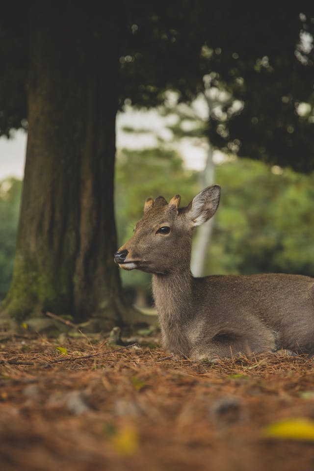 Animal Sanctuary