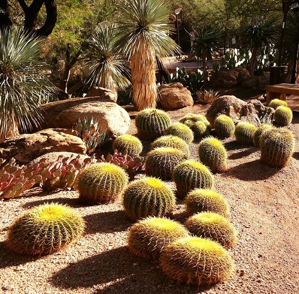 Desert Botanical Garden, Phoenix, Arizona, USA