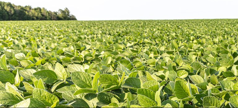 Pre-emergent Herbicides