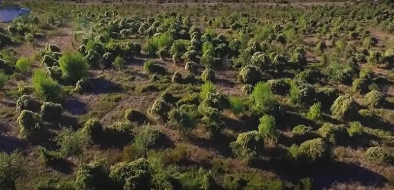 Greenery in the UAE Desert