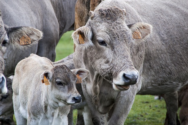 Cow breeding