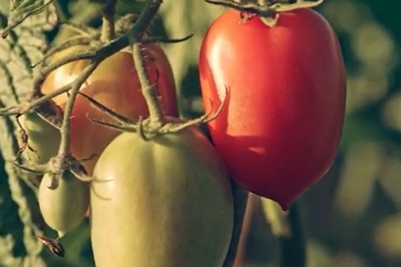 roma tomato harvest