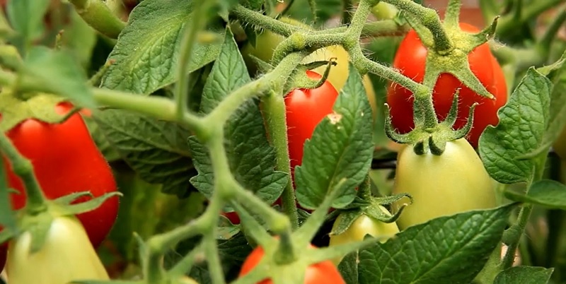 roma tomato plant