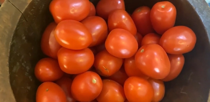 Organic Roma Tomato Growing Guide: Harvest More with These Simple Tricks