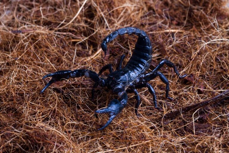 Asian Forest Scorpion