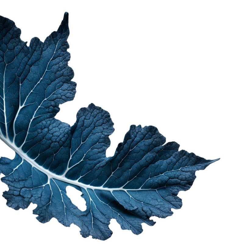 Blue Kale