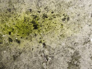 10 Warning Signs of Mold Toxicity You Should Never Ignore