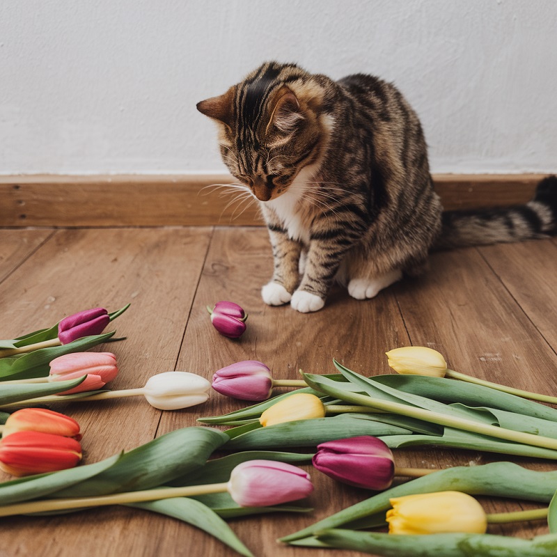 tulip toxic to cat